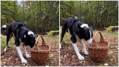  Pas skupljao kestene u šumi sve je išlo savršenp dok se nije okrenuo 