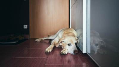  Separaciona anksioznost kod pasa 