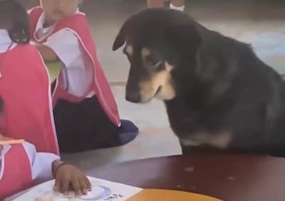  Kujica ostala bez štenaca, pa utjehu našla među djecom 