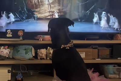  Hit snimak psa koji obožava da gleda balet, pa je postao i sam balerina 