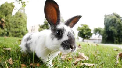  Nastavnik ubio zečeve pred učenicima 