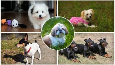  Najdugovječnije rase pasa 