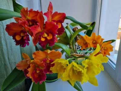  Sobne biljke koje mirišu 