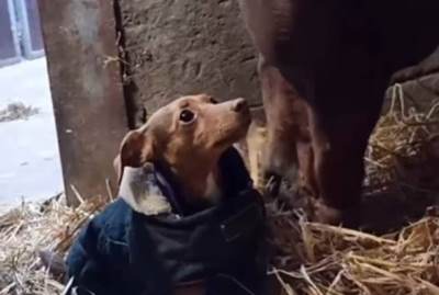  Pas je želeo da se mazi, ali je konj imao drugačije planove 