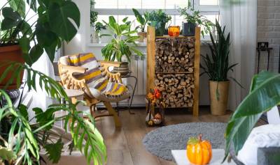  10 sobnih biljaka koje mirišu na jesen i bez cvijeta 