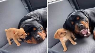  Mali psić glumi kao veliki 