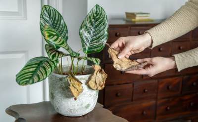  Kako njegovati sobne biljke u jesen i zimu 