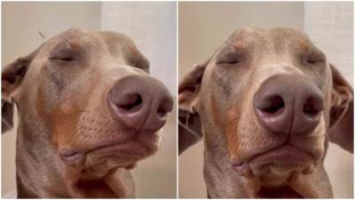  Snimak psa kome nije do maženja nasmijao pratioce 