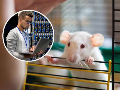  Naučnici napravili virtuelni mozak miša 