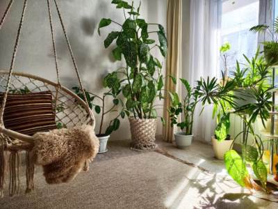  Izdržljive sobne biljke koje ne traže puno nege 
