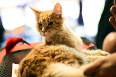  Evropska unija je usvojila nova pravila za pse i mačke 