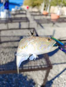  U BiH ulovljena najotrovnija riba Jadrana 