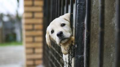  Pas progutao gumice za kosu 