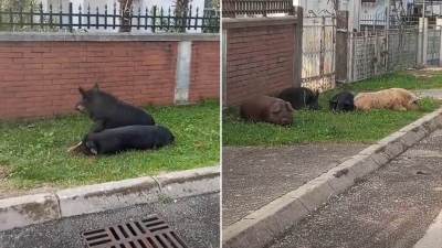  divlje svinje "zauzele" Sutomore 