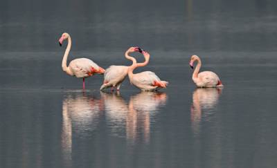  Način ishrane flamingosa 