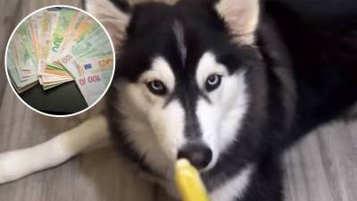   prosječan američki pas "zarađuje" više od 40 odsto svjetske populacij 