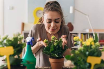  Kako da sobne biljke prežive zimu 