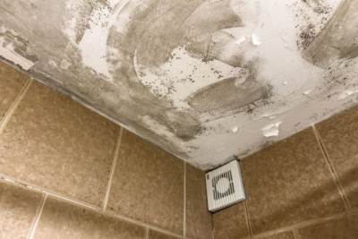  Kako prirodno ukloniti buđ 