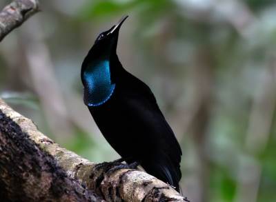  Stvoren materijal koji apsorbuje svjetlost 