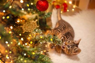  Kako spriječiti mačku da napada jelku 