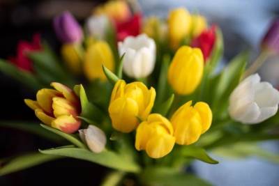  Kako da sadite lale u decembru 