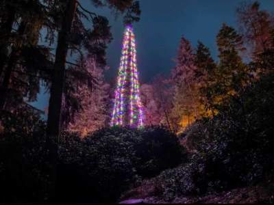  Najviša jelka na svijetu visoka je kao petospratnica, a nalazi se u Evropi 
