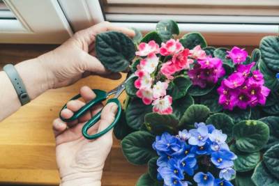  Najlepše sobne biljke koje se lako održavaju 