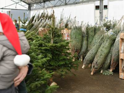  Danska najveći proizvođač jelki u EU 
