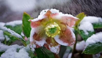  Kukurijek božićna ruža cvjeta i u snijegu 