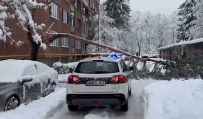  Sarajevo: Drvo palo na prolaznicu, preminula od posljedica povreda 