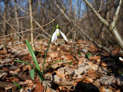  Otkriveno 190 novih vrsta u 2025: Među njima i jeziva gljiva koja ubija pauke 