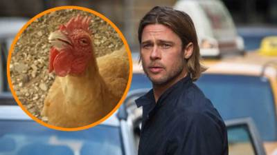  Bred Pit i Bil Maher u borbi za prava kokošaka 