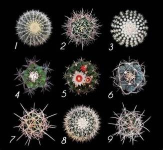  Test šta je vaša mračna strana 