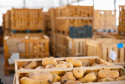  Poljoprivrednik dijeli besplatan krompir građanima Berlina 