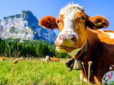  Veronika- krava koja je zbunila naučnike zna sama da se češka 