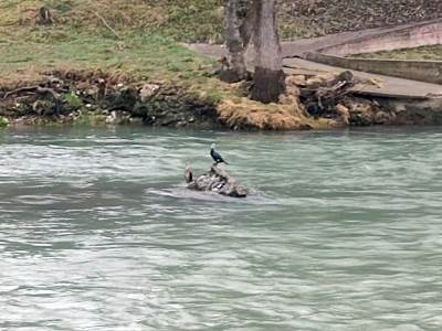  Kormorani postali najveća prijetnja ribljem fondu 