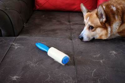  5 rasa pasa koji se ne linjaju 