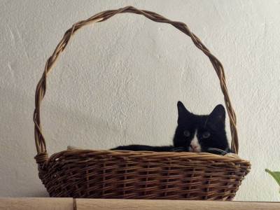  Priča o Fifi, mački koja se sama udomila 