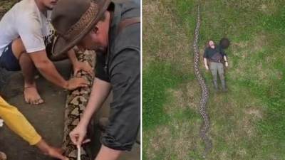  Ibu Baron zvanično najduža zmija ikada izmjerena u divljini 