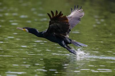  Stručnjaci tvrde da riblji fond Vrbasa uništavaju ljudi, ne ptice 