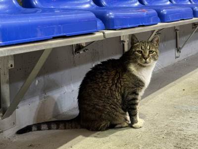  Uginula mačka Ljubica, simbol dvorane Pionir u Beogradu 