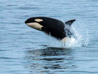  Naučnici otkrili tajni jezik kitova ubica 