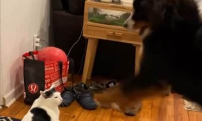  Snimak besnog mačora i veselog psa koji hoće da se igra 