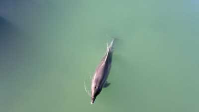  Delfin u Hrvatskoj ušao u rijeku 