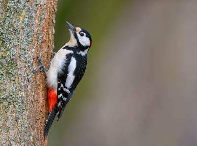 Glasnik gromovnika: Zašto je djetlić bio simbol boga Peruna? 