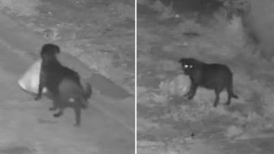  Italijan kažnjen jer je naučio psa da baca smeće 