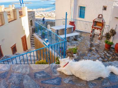  Syros Cats na Sirosu 