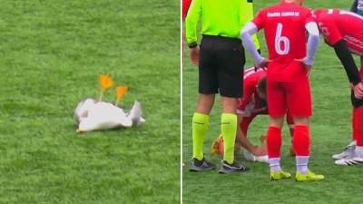  Fudbaler spasio život galebu 