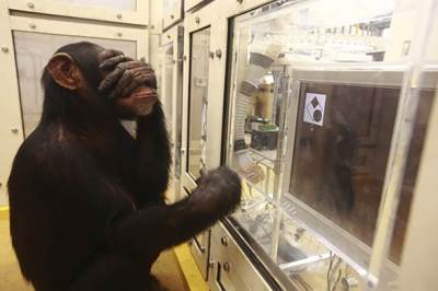  Šimpanza pobjeđivala ljude u testu memorije 