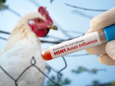  ptičiji grip na farmi u karanovcu kod petrova 